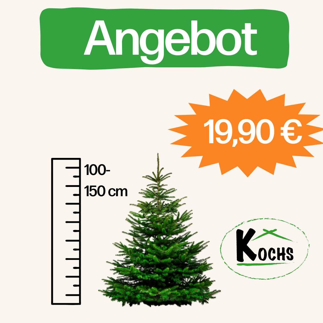 Weihnachtsbaum 1,00-,150m
