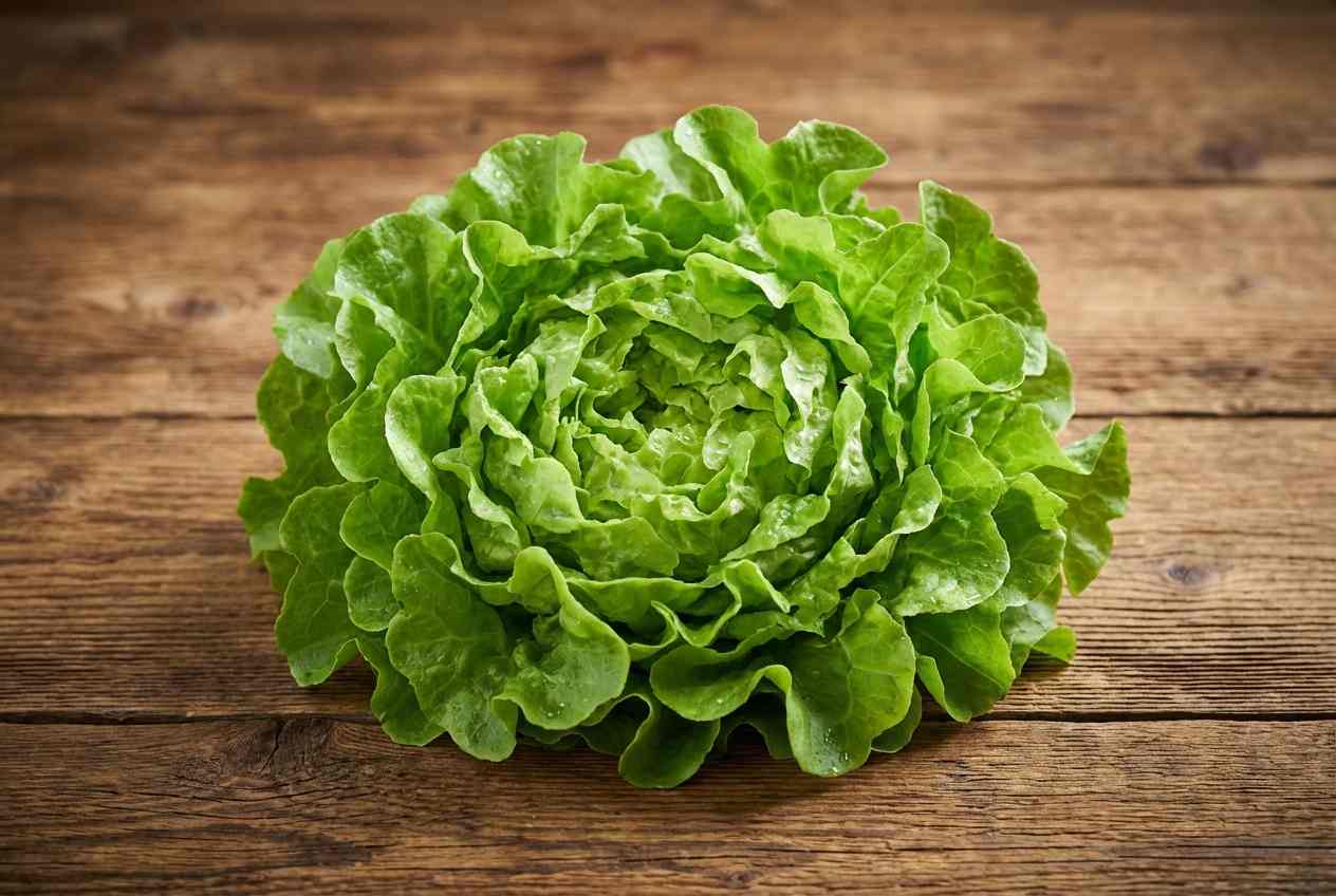 Eichblattsalat grün