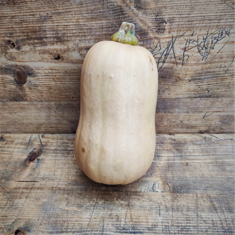 Kürbis "Butternut" 