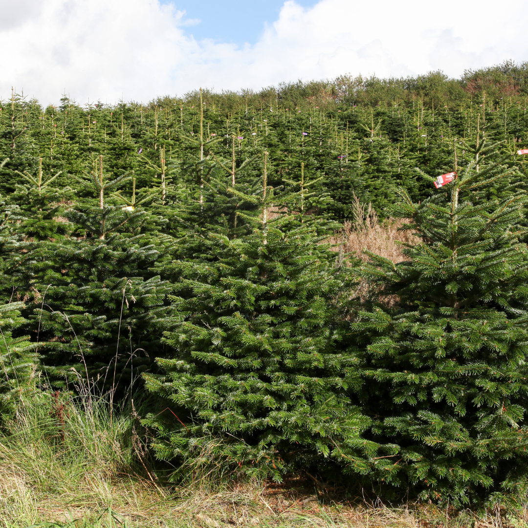 Weihnachtsbaum 1,25-1,50m